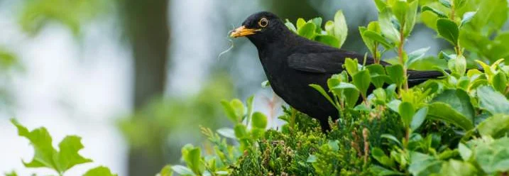 Amsel mit Nistmaterial im Schnabel